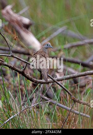 Zebra Dove (Geopelia striata) Erwachsener auf gefallener Ast Sabah, Borneo Januar Stockfoto