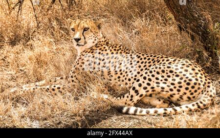 Gepard unter einem Baum ruhend Stockfoto