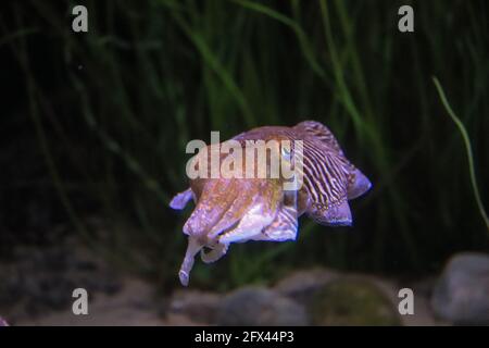 Helle Tintenfische schwimmen in ihrem Lebensraum. Unterwasseransicht Stockfoto