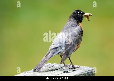 Ein nordamerikanischer Robin, der mit Nahrung zu einem Nest zurückkehrt. Stockfoto