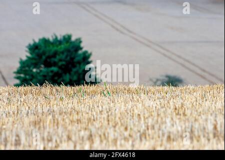 Landschaft von reifen Kulturpflanzen für Ernährung und nachhaltige Landwirtschaft In Essex mit Stoppeln Stockfoto