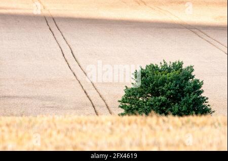 Landschaft von reifen Kulturpflanzen für Ernährung und nachhaltige Landwirtschaft In Essex mit Stoppeln Stockfoto