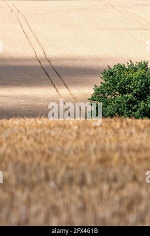 Landschaft von reifen Kulturpflanzen für Ernährung und nachhaltige Landwirtschaft In Essex mit Stoppeln Stockfoto