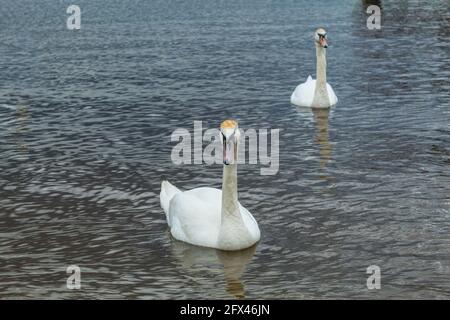 Weiße Schwäne schwimmen im Reservoir des Reservats. Schwäne mit orangefarbenen Markierungen auf ihren Köpfen. Vogelfarbe markiert. Die Bevölkerung der weißen Schwäne retten Stockfoto