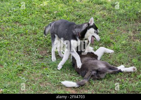 Sibirischer Husky-Welpe und Border Collie-Welpe spielen auf einem grünen Gras im Sommerpark. Vier Monate alt. Haustiere. Reinrassige Hündin. Stockfoto