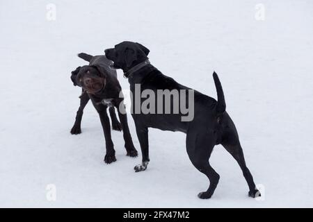 Im Winterpark spielen der italienische Mastiff-Welpe und der deutsche Drahthaar. Haustiere. Reinrassige Hündin. Stockfoto