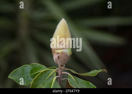 Blütenknospe vor dem Öffnen der südlichen Magnolie oder Bullenbucht, Magnolia grandiflora. Stockfoto