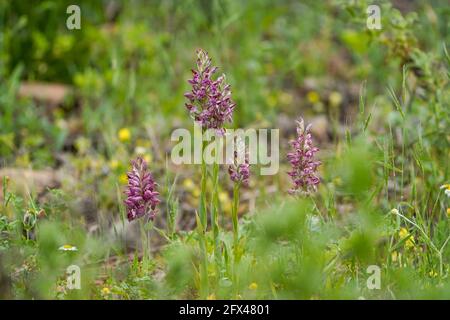 Anacamptis coriophora, bug Orchid, Orchis coriophora ssp Fragans, Andalusien, Spanien. Stockfoto