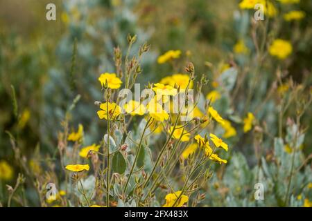 Gelbe Felsenrose, Halimium atriplicifolium, mediterrane Pflanze, blühend, Andalusien, Spanien. Stockfoto