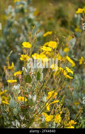 Gelbe Felsenrose, Halimium atriplicifolium, mediterrane Pflanze, blühend, Andalusien, Spanien. Stockfoto