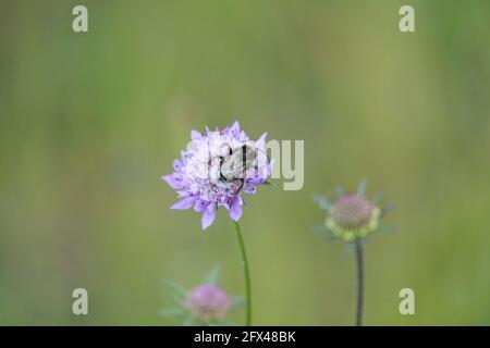 Hummel, Hummelbiene, die sich mit Jasione sp ernährt, Andalusien, Spanien Stockfoto