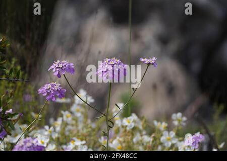 Iberis nazarita, Candytuft Pflanze Wildblume wächst in freier Wildbahn, Andalusien, Spanien. Stockfoto