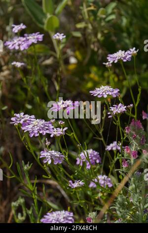 Iberis nazarita, Candytuft Pflanze Wildblume wächst in freier Wildbahn, Andalusien, Spanien. Stockfoto