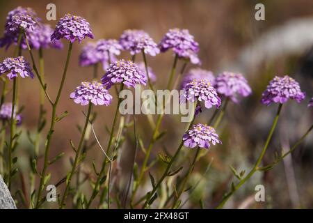 Iberis nazarita, Candytuft Pflanze Wildblume wächst in freier Wildbahn, Andalusien, Spanien. Stockfoto