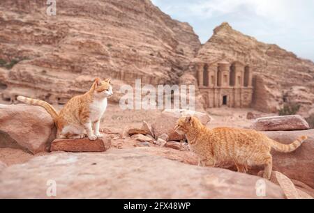 Zwei kleine orange streunende Katzen, die auf roten Felsen ruhen, bergige Landschaft in Petra Jordan, mit Klostergebäude Hintergrund Stockfoto