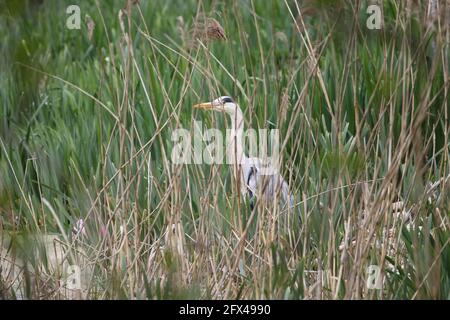 Culzean Castle Grounds, South Ayrshire, Schottland, Großbritannien. Ein Reiher, der im Schilf am Ufer des Teiches versteckt ist Stockfoto