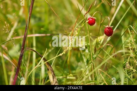 Walderdbeeren wachsen auf sonnenbeschienenen Graswiesen, Nahaufnahme Detail Stockfoto