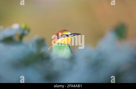 Wunderschön gefärbter Paradiesvogel zwischen weißen Blumen Stockfoto