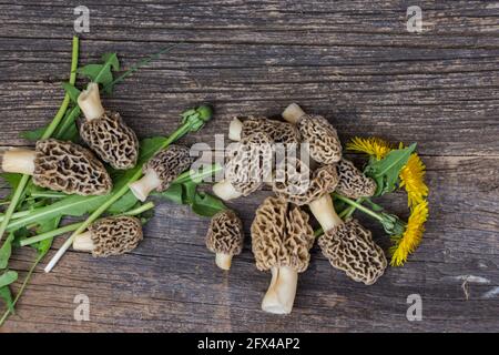 Morchella esculenta, (allgemein bekannt als gemeine Morelle, Morelle, gelbe Morelle, echte Morelle) Stockfoto