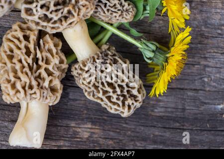 Morchella esculenta, (allgemein bekannt als gemeine Morelle, Morelle, gelbe Morelle, echte Morelle) Stockfoto