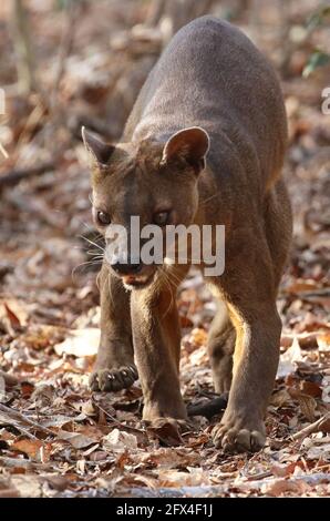 Wilder Fossa im Kirindy Forest, Westmadagassar - Vollkörperansicht Stockfoto