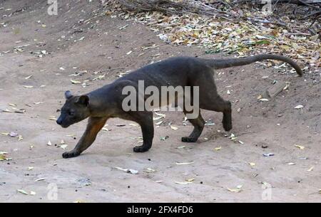 Wilder Fossa im Kirindy Forest, Westmadagassar - Vollkörperansicht Stockfoto