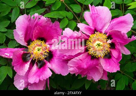 Rocks Tree Peony Rocks Tree Peony Paeonia rockii syn suffruticosa rockii Stockfoto