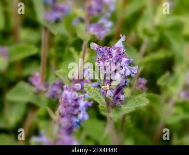 Nahaufnahme eines Pflanzenportraits von Nepeta Racemosa – Superba, Blume und Laub Stockfoto