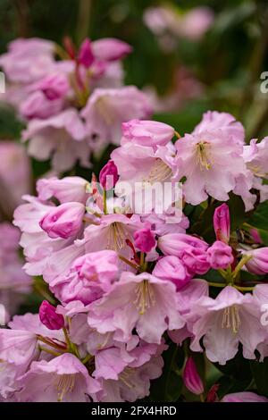 Strahlender Rhododendron – Annae blüht in Nahaufnahme, natürliches Pflanzenportrait Stockfoto