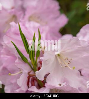 Strahlender Rhododendron – Annae blüht in Nahaufnahme, natürliches Pflanzenportrait Stockfoto