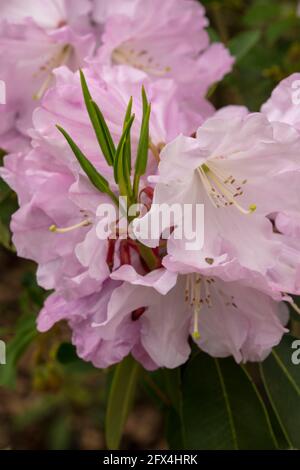 Strahlender Rhododendron – Annae blüht in Nahaufnahme, natürliches Pflanzenportrait Stockfoto