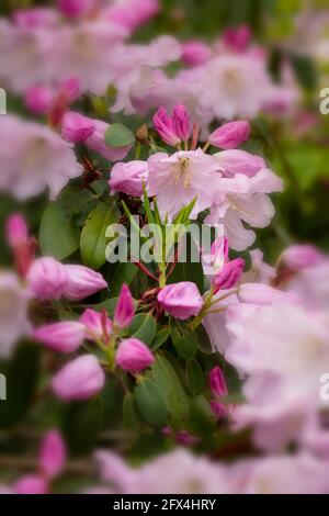 Strahlender Rhododendron – Annae blüht in Nahaufnahme, natürliches Pflanzenportrait Stockfoto