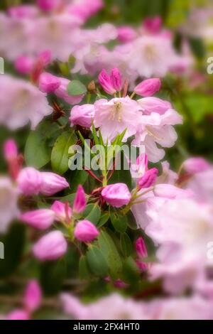 Strahlender Rhododendron – Annae blüht in Nahaufnahme, natürliches Pflanzenportrait Stockfoto