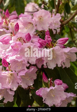 Strahlender Rhododendron – Annae blüht in Nahaufnahme, natürliches Pflanzenportrait Stockfoto