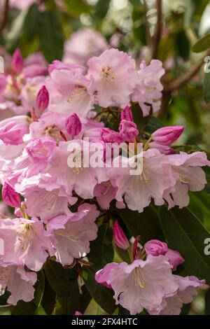 Strahlender Rhododendron – Annae blüht in Nahaufnahme, natürliches Pflanzenportrait Stockfoto