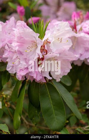 Strahlender Rhododendron – Annae blüht in Nahaufnahme, natürliches Pflanzenportrait Stockfoto