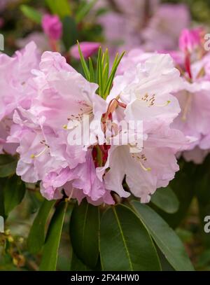 Strahlender Rhododendron – Annae blüht in Nahaufnahme, natürliches Pflanzenportrait Stockfoto