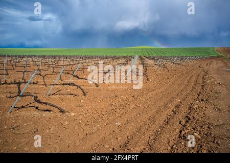 Weinanbau und Getreidefelder im Tierra de Barros County. Stürmischer und Regenbogenhimmel als Hintergrund. Solana de los Barros, Extremadura, Spanien Stockfoto