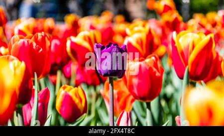 Blick auf eine wunderschöne lila Tulpe, die unter einem aufsteht Feld der roten Tulpen Stockfoto