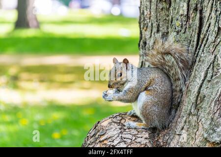 Schöne Aussicht wilden östlichen grauen Eichhörnchen essen eine Mandel in Lafontaine Park, Montreal, Kanada Stockfoto