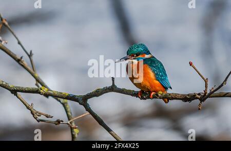 Der Gewöhnliche Eisfischer, Acedo Atthis, Sitzt Am Baumzweig Und Beobachtet Fische Stockfoto