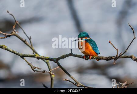 Der Gewöhnliche Eisfischer, Acedo Atthis, Sitzt Am Baumzweig Und Beobachtet Fische Stockfoto