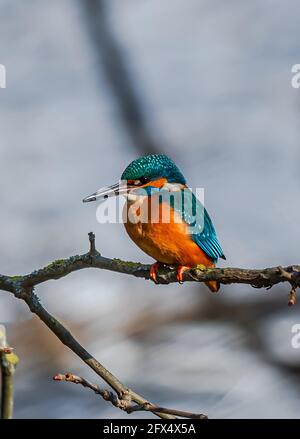 Der Gewöhnliche Eisfischer, Acedo Atthis, Sitzt Am Baumzweig Und Beobachtet Fische Stockfoto