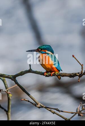 Der Gewöhnliche Eisfischer, Acedo Atthis, Sitzt Am Baumzweig Und Beobachtet Fische Stockfoto