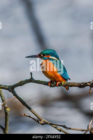 Der Gewöhnliche Eisfischer, Acedo Atthis, Sitzt Am Baumzweig Und Beobachtet Fische Stockfoto