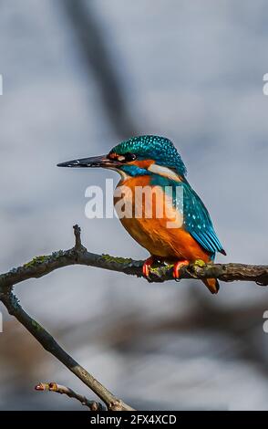 Der Gewöhnliche Eisfischer, Acedo Atthis, Sitzt Am Baumzweig Und Beobachtet Fische Stockfoto