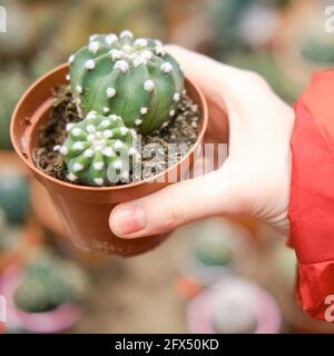 Mammillaria ist eine der größten Gattungen im Kaktus Familie Stockfoto