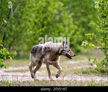 Wolf Nahaufnahme Profilansicht in den Büschen im Frühling in Nord-Ontario in seiner Umgebung und Lebensraum mit verschwommenem Waldhintergrund. Bild. Bild Stockfoto