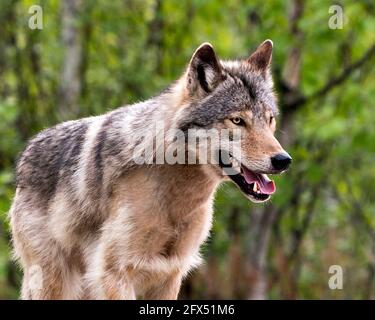 Wolf Nahaufnahme Profilansicht in den Büschen im Frühling in Nord-Ontario in seiner Umgebung und Lebensraum mit einem verschwommenen Hintergrund. Bild. Kopfschuss. P Stockfoto