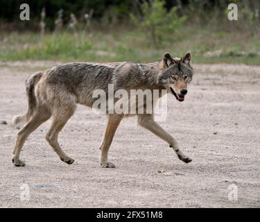 Wolf Nahaufnahme Profilansicht in den Büschen im Frühling in Nord-Ontario Blick auf Kamera in seiner Umgebung und Lebensraum. Bild. Bild. Hochformat. Stockfoto